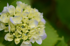 hydrangea