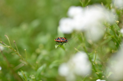 insect