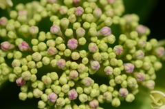 hydrangea