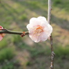 早咲きの梅