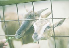 なかよし親子