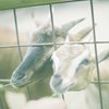 なかよし親子