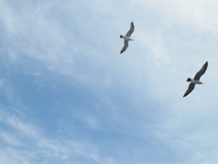 P9305038