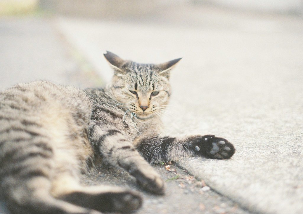 どやっ
