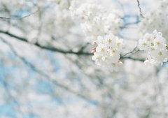 春いよいよ