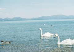 白鳥さん