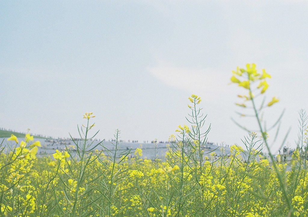 春