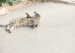 ねことじゃれる