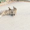 ねことじゃれる