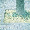 きいろとみどり