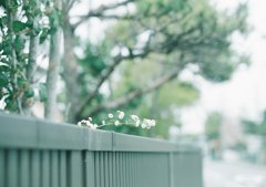 ひょこっ