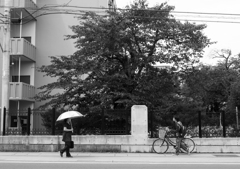 日傘-1