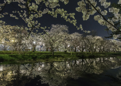 sakura
