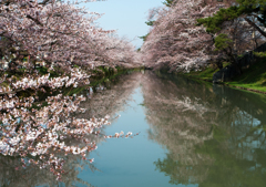 sakura02