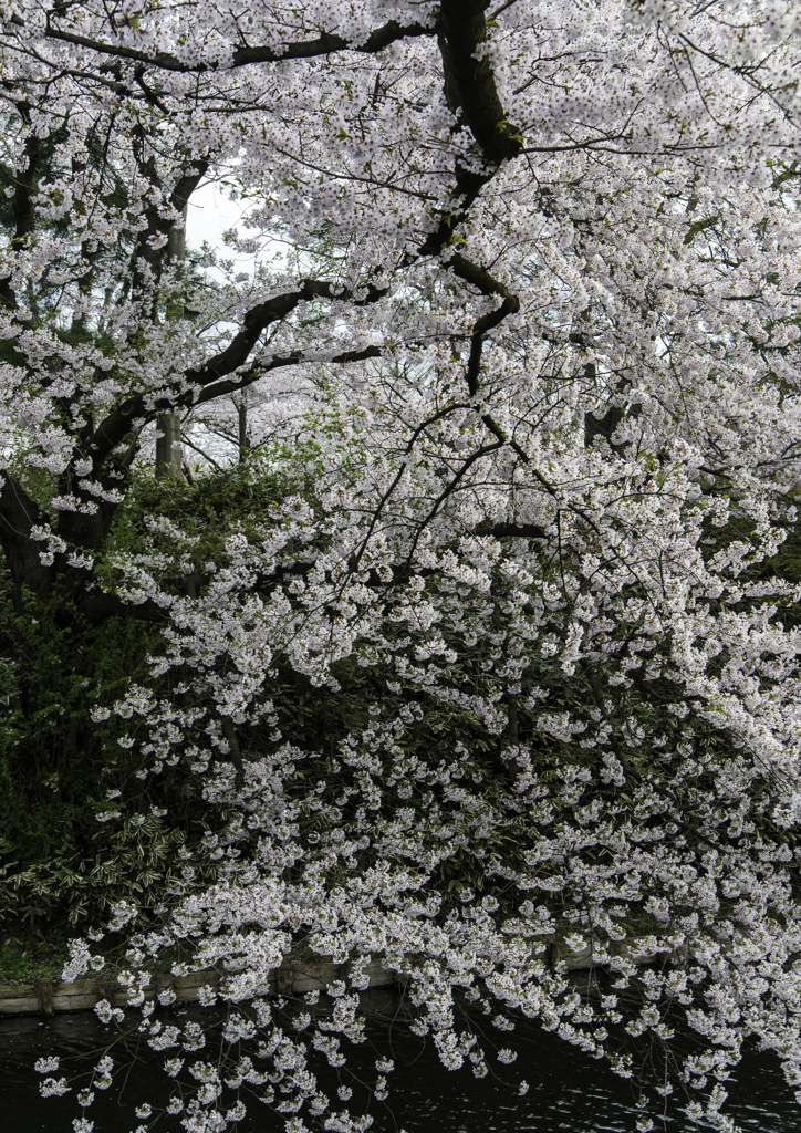 sakura