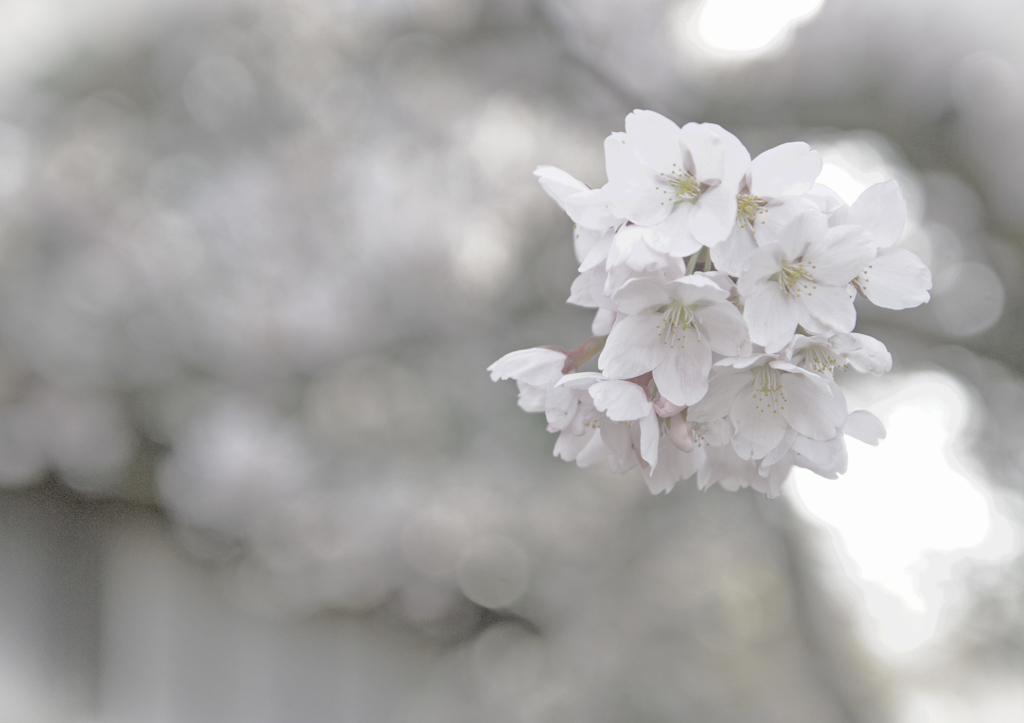 sakura 03
