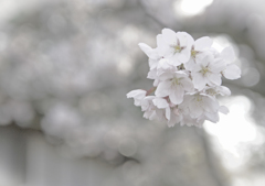 sakura 03