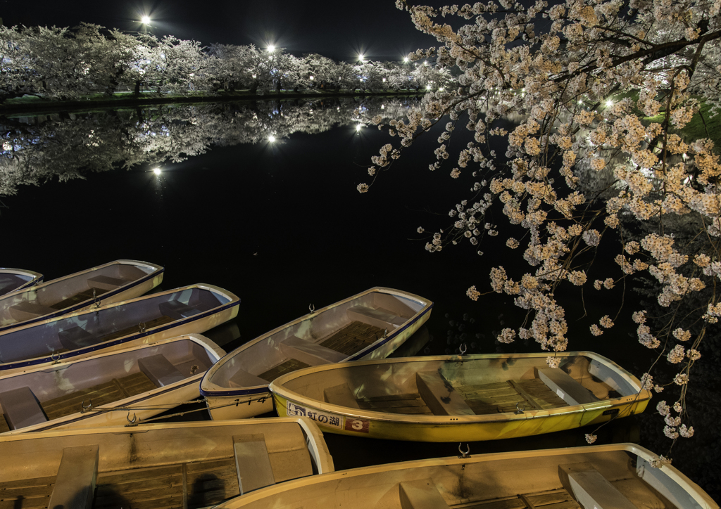 sakura
