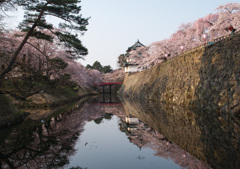 弘前城と桜　2
