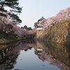 弘前城と桜　2