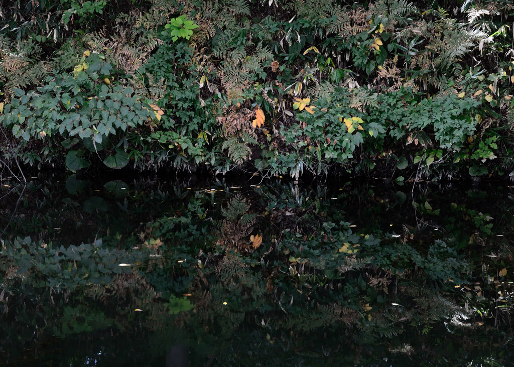 The color of autumn
