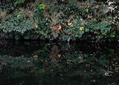The color of autumn