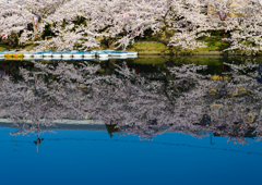 sakura
