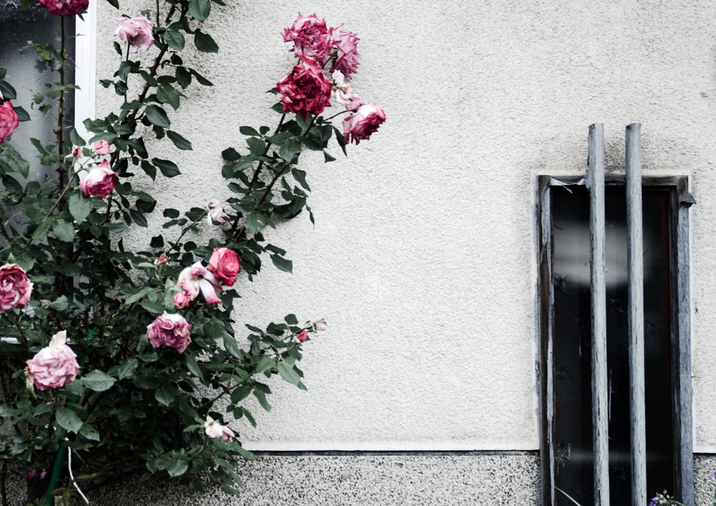 薔薇