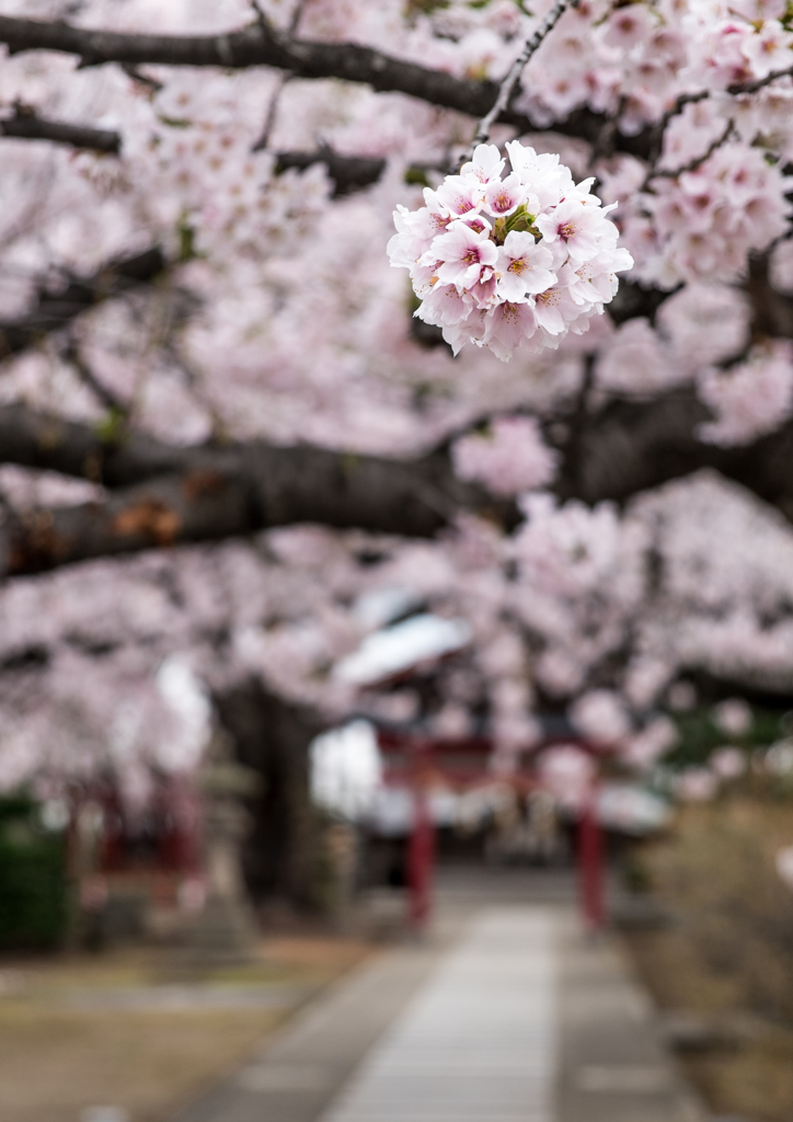 sakura