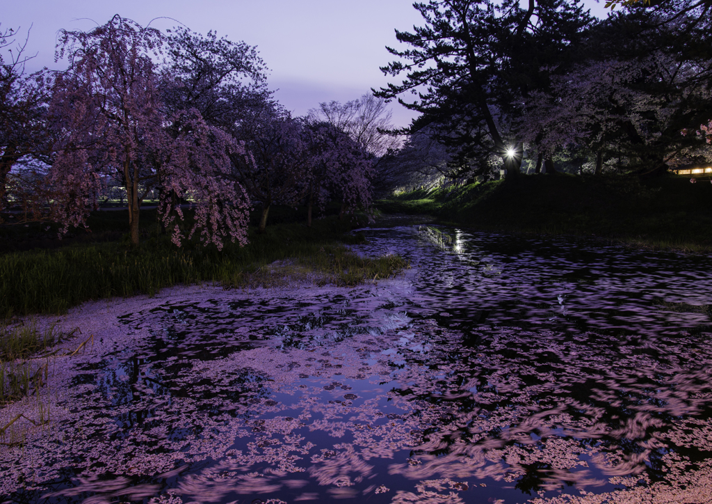 sakura