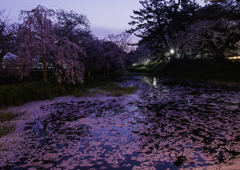 sakura