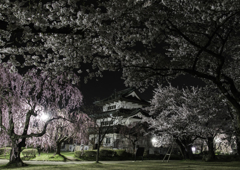 sakura