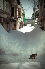 猫と路地裏