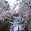 桜　1
