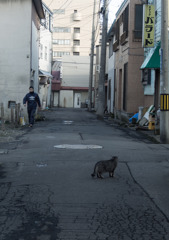 猫の路地裏