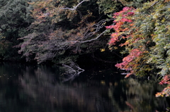 The color of autumn 2
