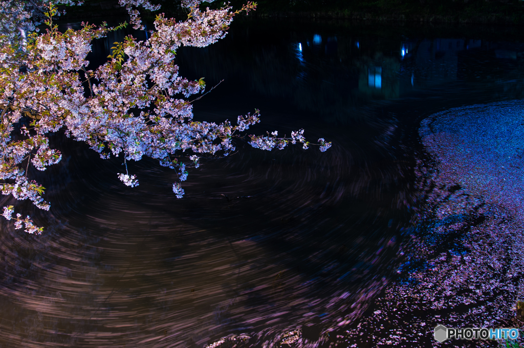 桜　夜景