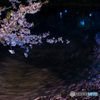 桜　夜景