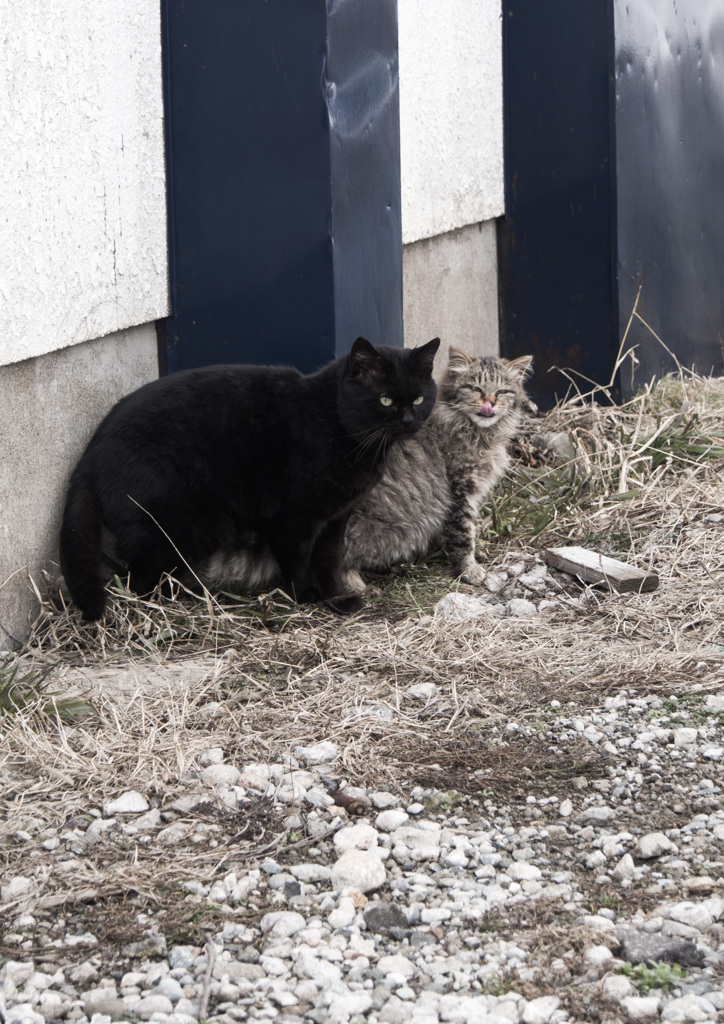 猫