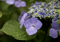紫陽花