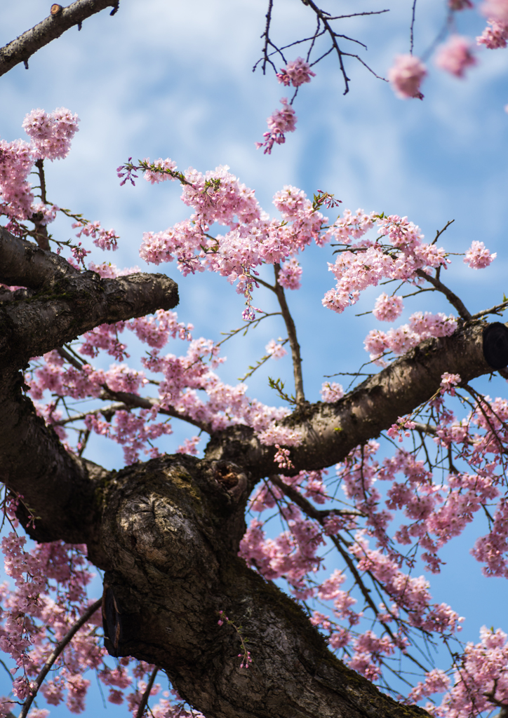 sakura 