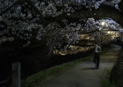 sakura