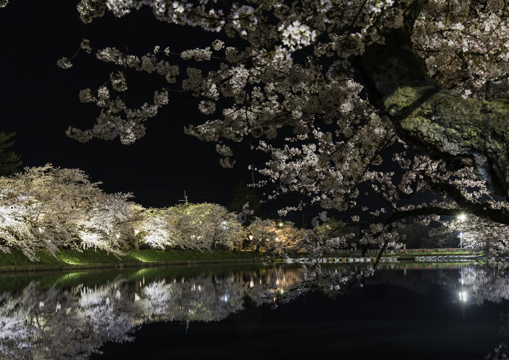 sakura