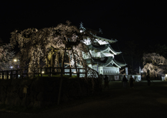 sakura