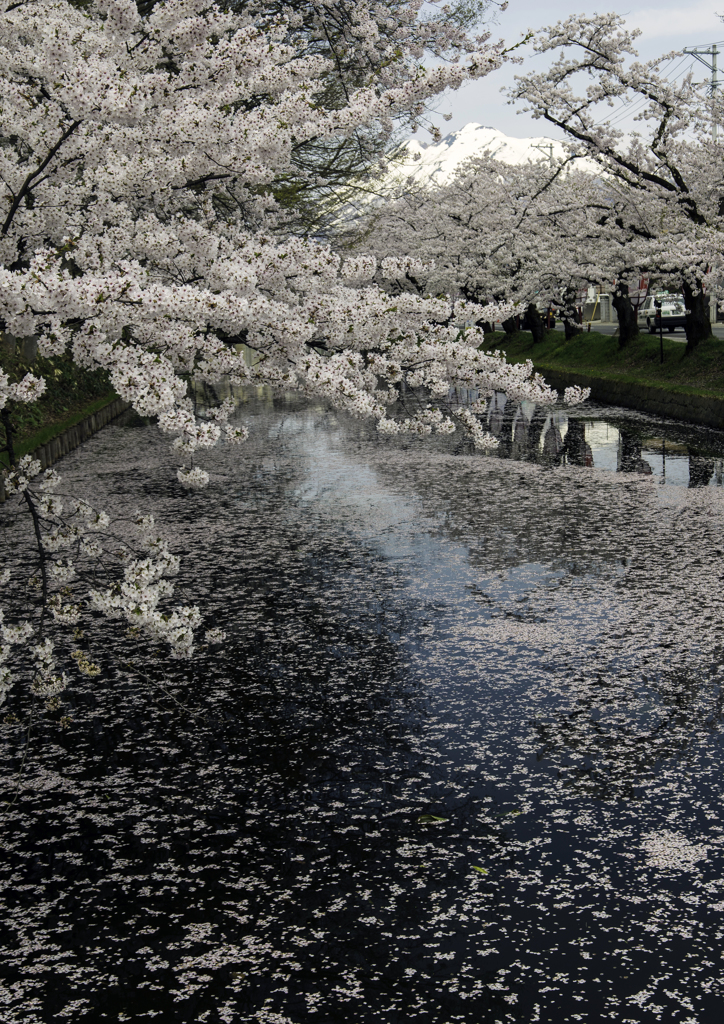sakura
