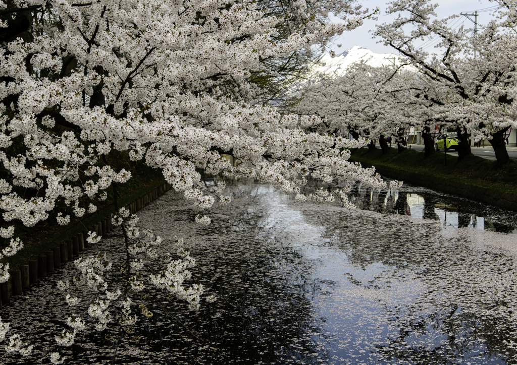 sakura