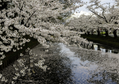 sakura
