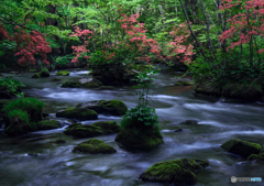 奥入瀬　山ツツジ