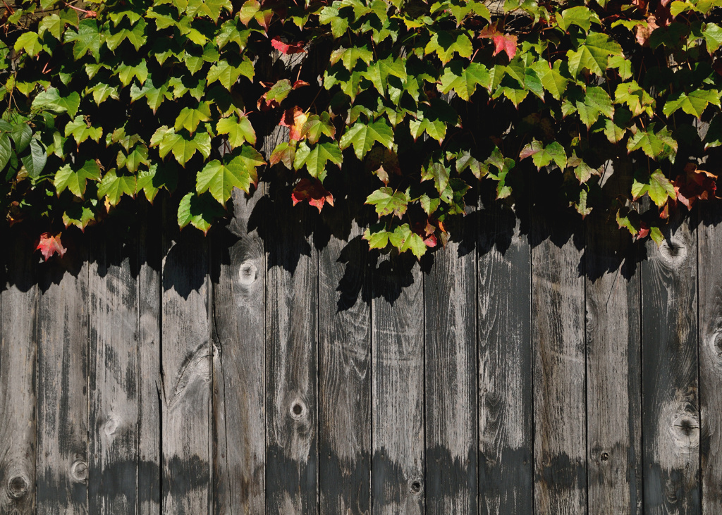 The color of autumn 02