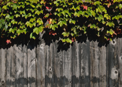 The color of autumn 02